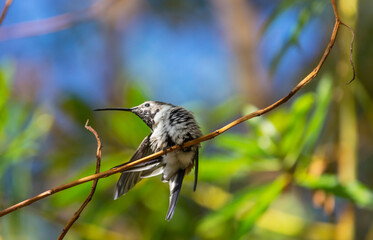 Obraz premium Kolibri