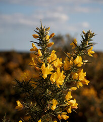 Gorse in Bloom.