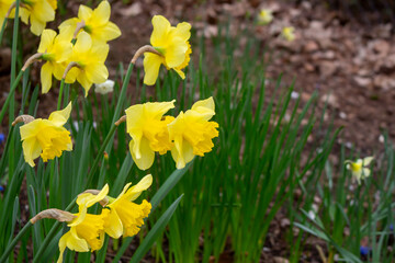 yellow daffodil in sunlight