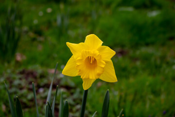 yellow daffodil in sunlight