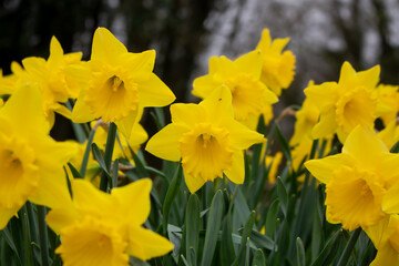 Obraz premium yellow daffodil in sunlight