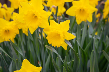 yellow daffodil in sunlight