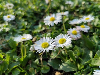 Wild daisy flower in the grass during springtime - Bellis perennis © dianacoman