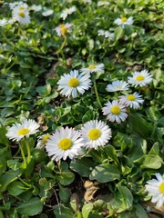 Wild daisy flower in the grass during springtime - Bellis perennis © dianacoman