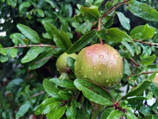 Green pomegranate in the tree (Punica granatum) - beautiful fruits ripening - after rain