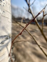 Birch bark, early spring. Close-up photo.