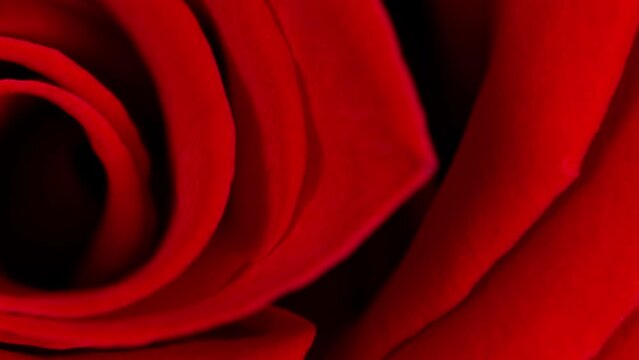 HD video of camera moving on top of the bright red or crimson rose. Vibrant fresh crimson or red rose texture close up. Rose head video banner. Top view. Deep focus.