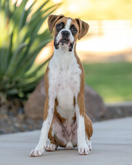 Boxer dog puppy posing for an outdoor portrait
