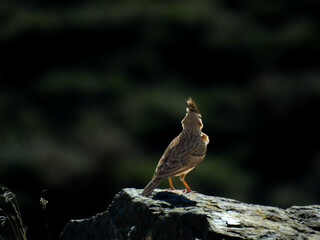 A bird - crested lark - is standing on a rock and singing. The bird is small and brown