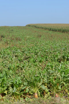 Futterr&uuml;ben, vor der Ernte