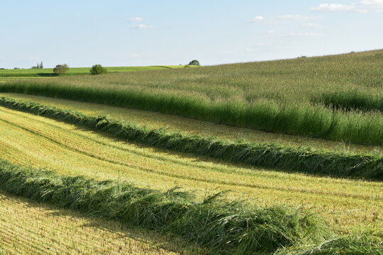 GPS-Roggen, Grünroggen, Getreide-GPS, Beginn der Ernte,   mähen und  schwaden eines Roggenfeldes für die weitere Verwendung als Ganzpflanzensilage