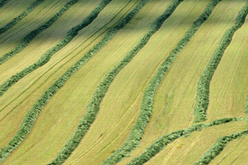 Fototapeta premium GPS-Roggen, Grünroggen, Getreide-GPS, Roggenschwaden auf einem hängigen Feld.