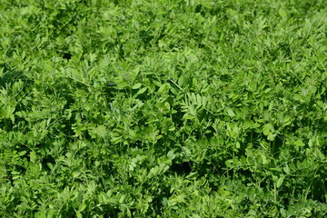 Futterwicke, Saat-Wicke, Vicia sativa, dichter Bestand im Vorblütestadium, Feldausschnitt