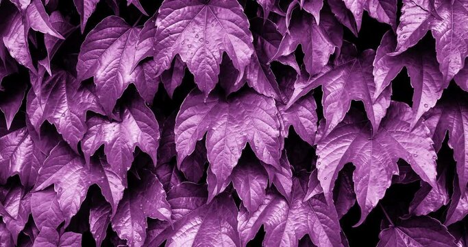 Scaling video of bright purple colored ivy natural background. Ivy leaves on the wall. Natural background. Video banner with copy space.