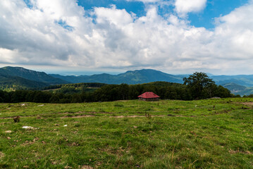 Isolates chalet for sheep helder on meadow with forest around and higher hills on the background in...