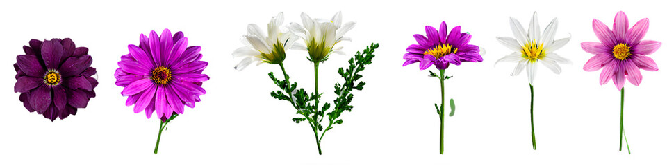 Fototapeta premium Collection set of various flowers isolated on a transparent background PNG, flowers, top view