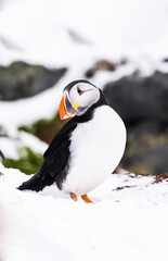 puffin in snow