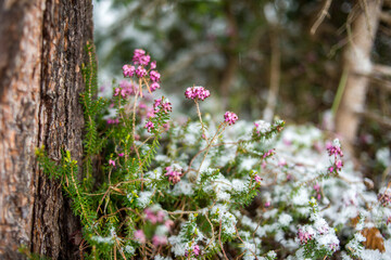 Delicate purple flowers emerging from a light dusting of snow, contrasting with the brown tree bark.