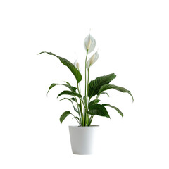 A potted Spathiphyllum flower is elegantly showcased against a crisp transparent background standing out beautifully on a clear transparent background