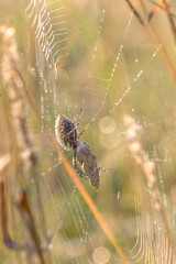 Banded Garden Spider, Argiope trifasciata. Orb spider in web. Eating prey wrapped in silk. Can...