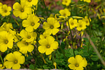 blooming yellow flowers in the Zingaro nature reserve in Sicily