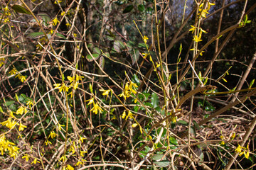Yellow blooming forsythia with flowers in spring