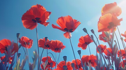 Obraz premium Delicate Red Poppies Clear Blue Sky Contrast