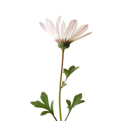 A solitary flower set against a lush green backdrop standing out on a clear transparent background
