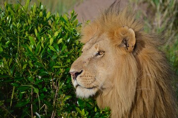 portrait of male lion in the wild in masai mara, kenya