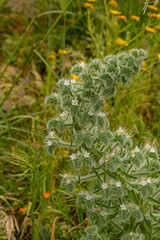 flowering meadow with bokeh in Sicily in spring