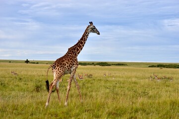 giraffe in the savannah in masai mara, kenya