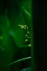 nature in  the spring time