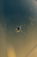 nature in  the spring time