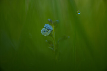 spring time in closeups