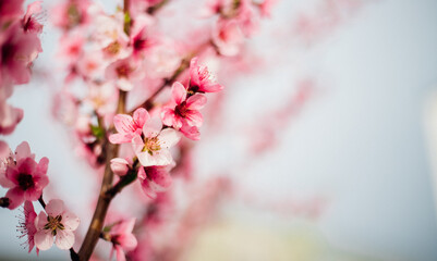 Selective focus of beautiful branches, pink blooming peach or apricot on a tree under a blue sky,...