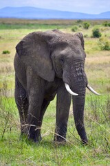 Naklejka na ściany i meble Close up of elephant in Masai Mara, Kenya