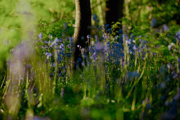 spring time in closeups