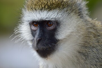 close up of monkey face