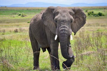 Elephant in Masai Mara, Kenya