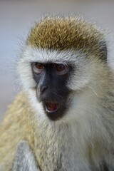 Monkey in portrait