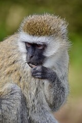 Monkey eating spider in Masai Mara, Kenya