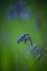 spring time in closeups