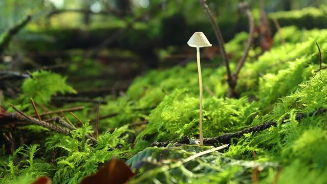 Static clip of a Mycena bonnet fungus in an Irish forest