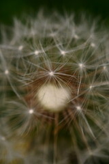 The amazing details of a dandelion flower in a macro photo; Taraxacum officinale