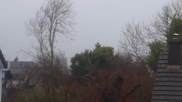 Trees blowing in stormy conditions in Ireland
