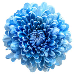 A blue chrysanthemum flower of a vector illustration against a white background.
