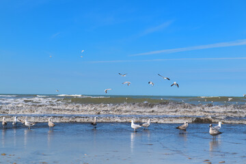 Seagulls at the beach - 794391843