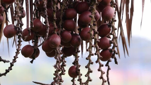 buriti palm tree in close up