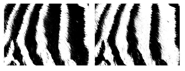 monochrome zebra or tiger fur background. Not AI, Vector illustration