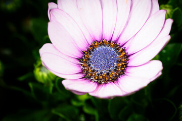 Fototapeta premium Margerite 2